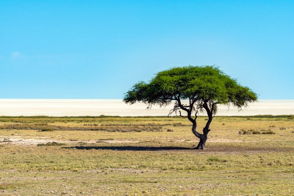 Viajes San Paio - Solo árbol de acacia (camelthorne) con fondo de cielo azul en el Parque Nacional de Etosha, Namibia. Sudáfrica